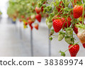 Strawberry picking 38389974