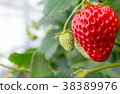 Strawberry picking 38389976
