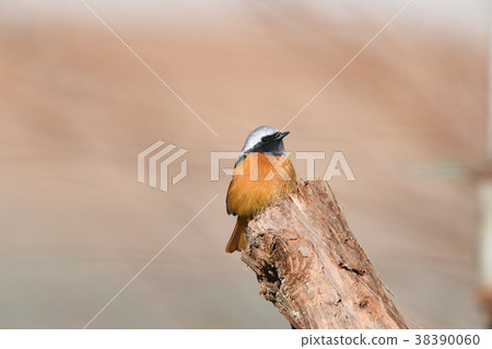 快樂的木柴 38390060