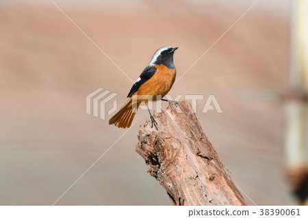 Joyful firewood 38390061