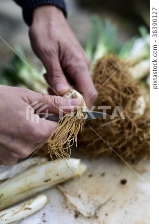 man cutting calcots, onions typical of Catalonia man cutting calcots, onions typical of Catalonia 38390127