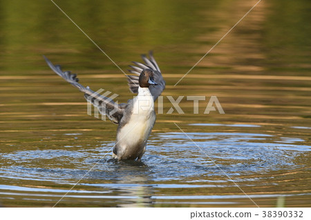 Wings of an eagle 38390332