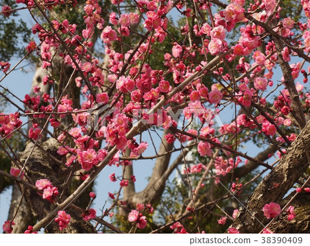 Beautiful sky full bloom plum Beautiful sky full bloom plum 38390409