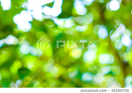 Green leaf blurred background with bokeh Green leaf blurred background with bokeh 38390708