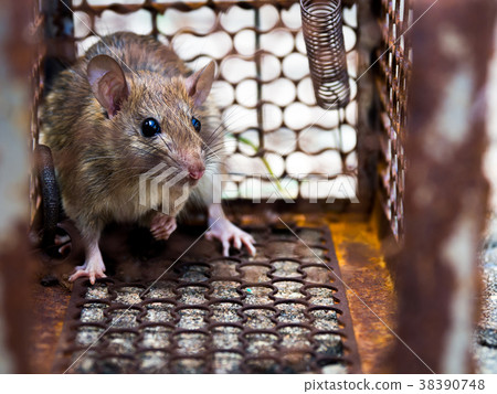 The rat was in a cage catching a rat the rat The rat was in a cage catching a rat the rat 38390748