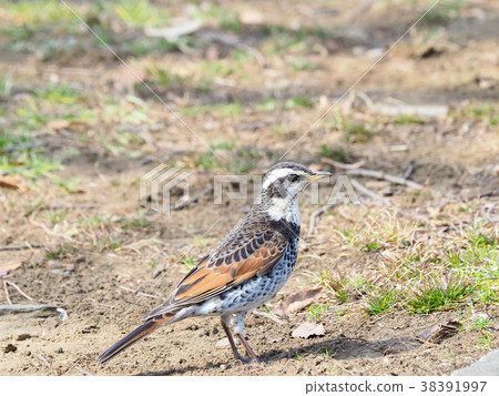 Thrush 38391997