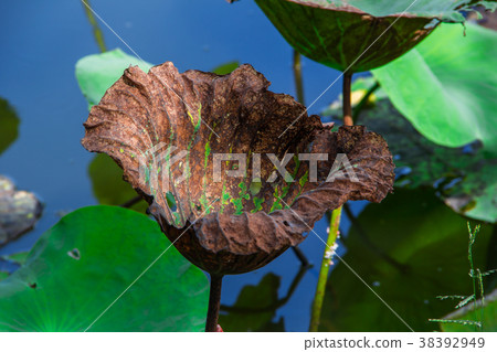 old lotus leaf 38392949