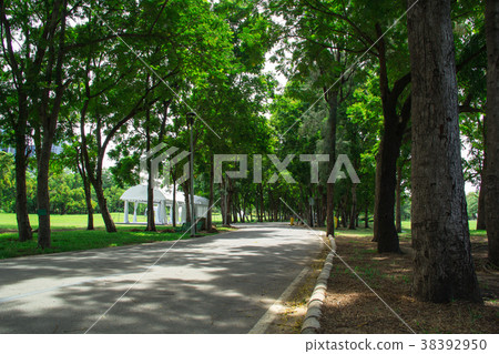 big tree in the park big tree in the park 38392950