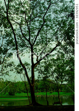 big tree in the park big tree in the park 38392951