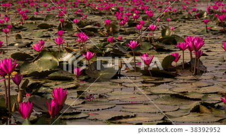 pink lotus in the pond pink lotus in the pond 38392952