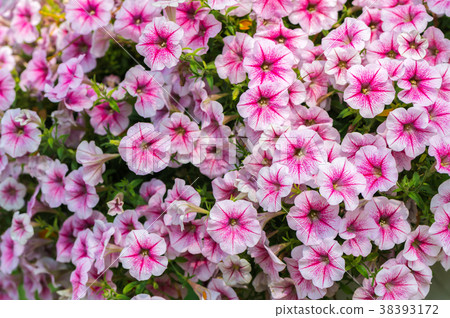 beautiful pink Petunia Hybrida flower 38393172