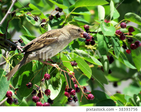 Toronto Lake sparrow 2016 Toronto Lake sparrow 2016 38393756
