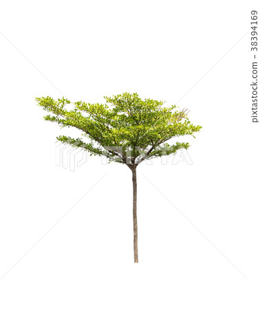 Tree on white background. Isolated Tree on white background. Isolated 38394169