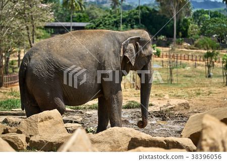 Asian elephant in national park 38396056