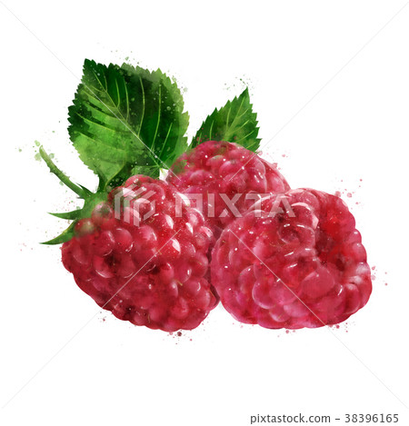 Raspberries on white background. Watercolor 38396165