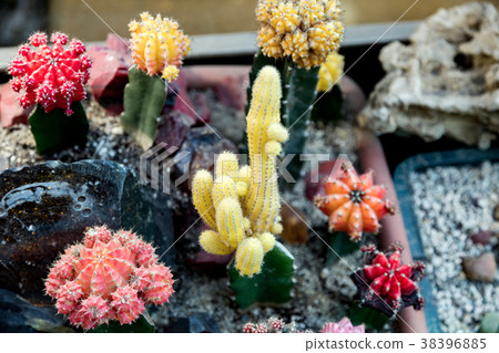 Rare exotic cactus 38396885