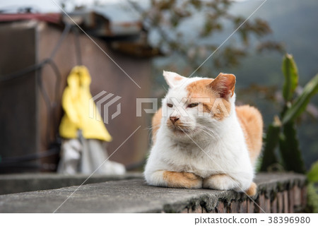 Taiwan Houton (Nekomura) 38396980