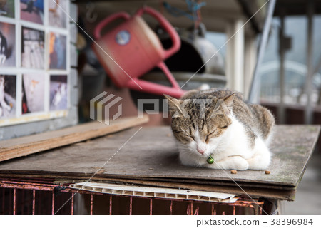 Taiwan Houton (Nekomura) 38396984