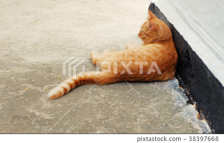 Brown Cat Resting Outdoors Brown Cat Resting Outdoors 38397668