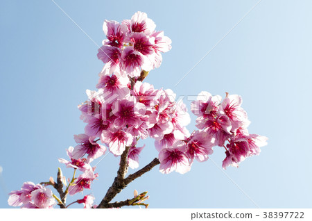 櫻花 38397722