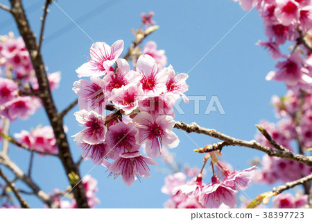 櫻花 38397723