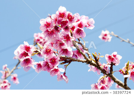 Cherry blossoms 38397724