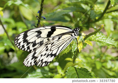 蝴蝶 蝴蝶 38397780