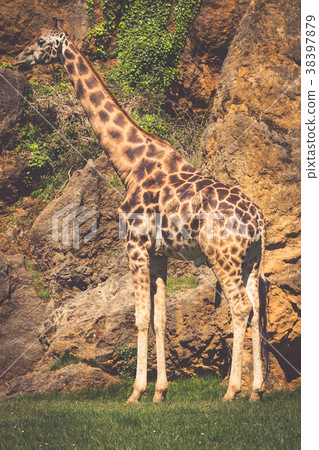 Eating giraffe on safari wild drive 38397879