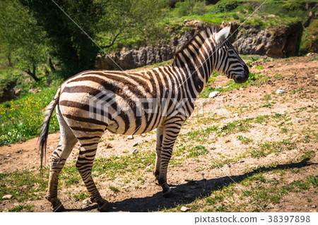 Zebra on grassland in Africa,  Kenya 38397898