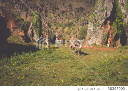 The Grevy s zebra (Equus grevyi), sometimes  38397903