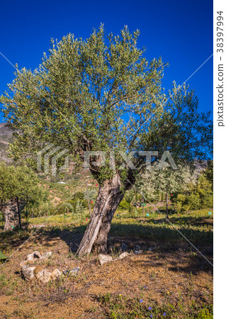 Mediterranean olive field with old olive tree Mediterranean olive field with old olive tree 38397994