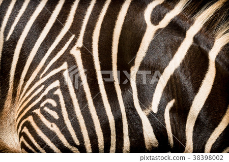 Natural texture of the skin of an African zebra. Natural texture of the skin of an African zebra. 38398002