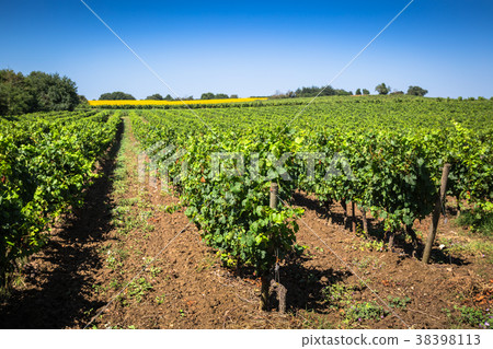 The vineyards along the famous wine route 38398113