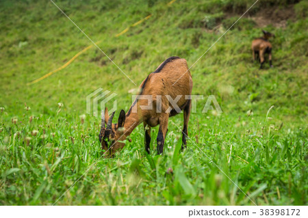 Goat on the green summer meadow Goat on the green summer meadow 38398172