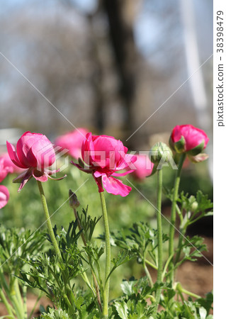 粉紅色毛茛屬植物 38398479