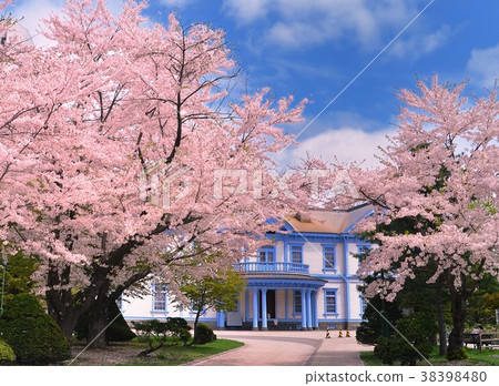 Toyohira pavilion and cherry blossoms 38398480