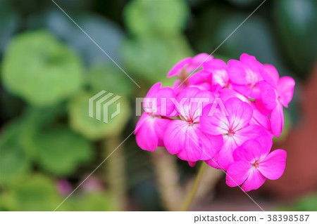 Geranium Geranium 38398587