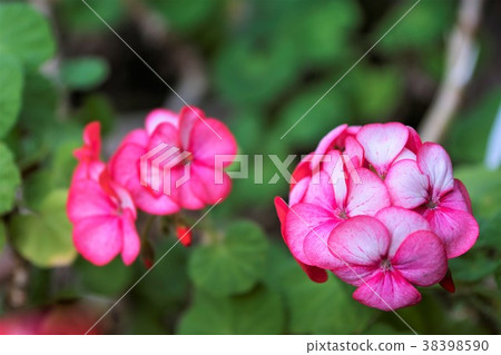 Geranium flowers 38398590