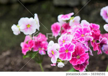 Geranium Geranium 38398591