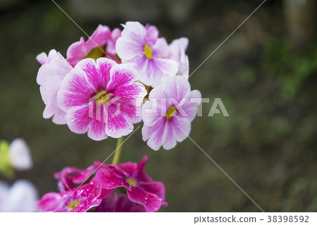 Geranium Geranium 38398592