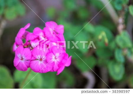 Geranium Geranium 38398597