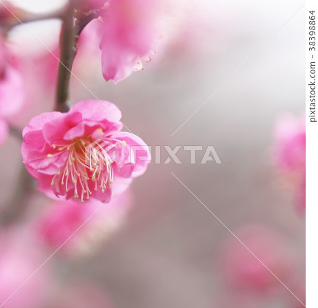 Mature plum Mature plum 38398864