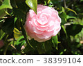 Photograph 7 of a rose 38399104