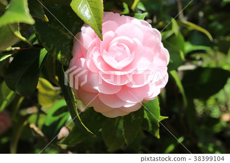照片是一朵玫瑰 38399104