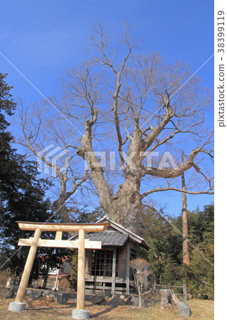 Important Cultural Property Baba House Celebration of Housing and Large Zelkova Important Cultural Property Baba House Celebration of Housing and Large Zelkova 38399119