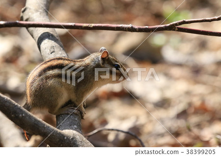 Ezo Chipmunk 38399205