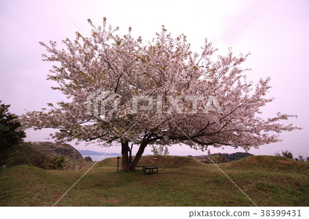 櫻桃樹 櫻桃樹 38399431