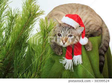 Funny cat in a Santa Claus hat under Christmas 38399524