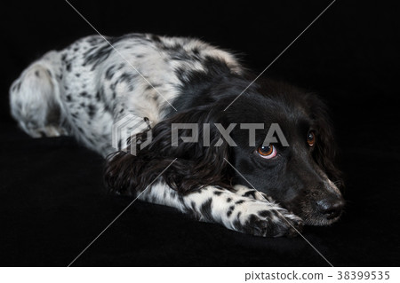 Beautiful female spaniel lies on black background Beautiful female spaniel lies on black background 38399535