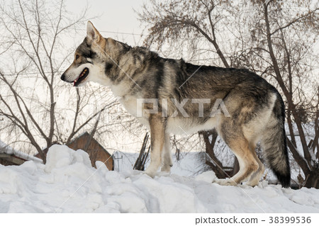 Beautiful male dog of Saarloos wolfhound in winter Beautiful male dog of Saarloos wolfhound in winter 38399536